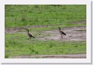 08AkageraAllDayGameDrive - 051 * Egyptian Geese.